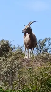 Pat 09 Kennermerduinen